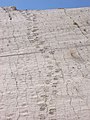 Dinosaur tracks in Bolivia.