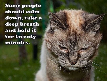 Lolcat - calm down.jpg