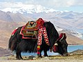 Bos grunniens at Yundrok Yumtso Lake