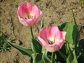 Tulipa florenskyi