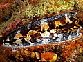 Spondylus varians (Thorny oyster).