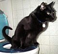 Toilet trained cat.