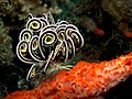 Lamprometra sp.