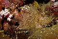 Rhinopias aphanes Lacy scorpionfish by Nick Hobgood.jpg