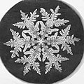 Snow flake.