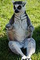Meditating Lemur.