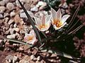Tulipa cretica