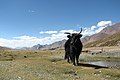 Yak.