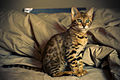 Bengal cat, 12 weeks old