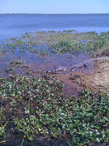 Crocodiles in the Everglades 3, 3.30.2010.jpg
