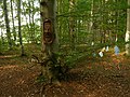 Wunschbaum.